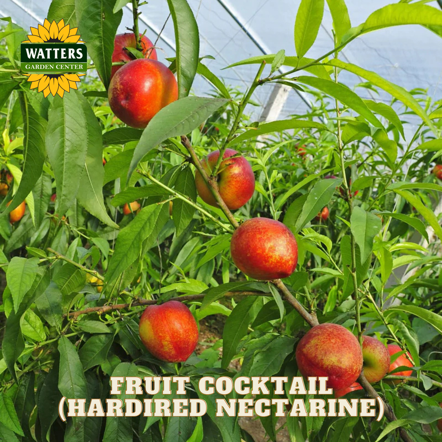 Fruit cocktail hardy nectarines on a tree branch with Watters Garden Center branding.