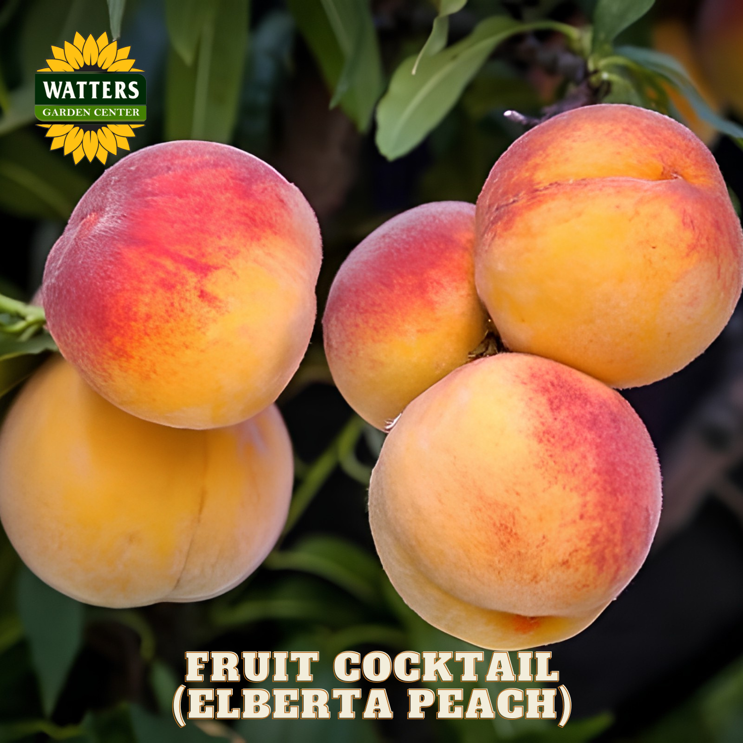Elberta peach fruit on a branch with Watters Garden Center logo.