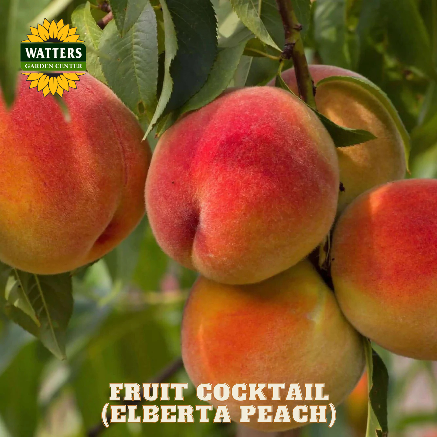 Elberta peaches on a branch with Watters Garden Center branding.