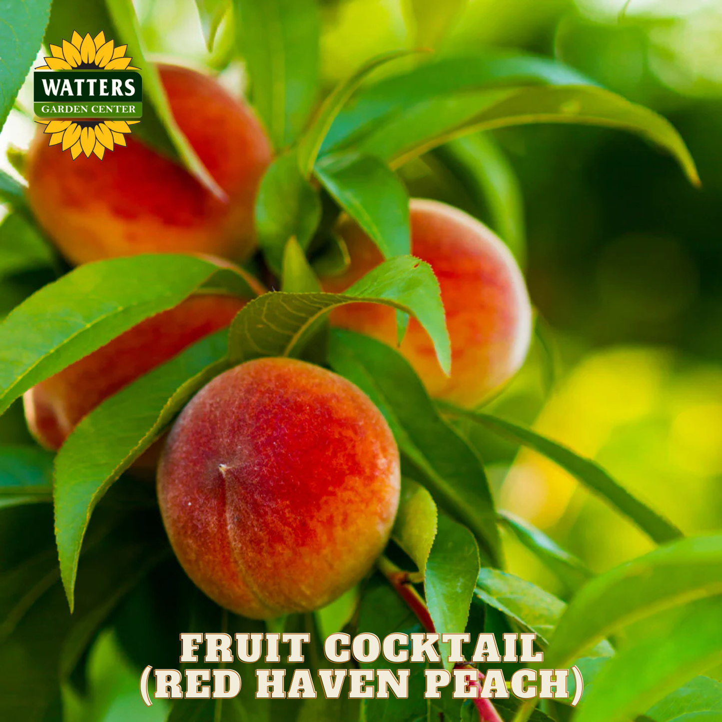 Red Haven peach on a tree branch with Watters Garden Center logo.