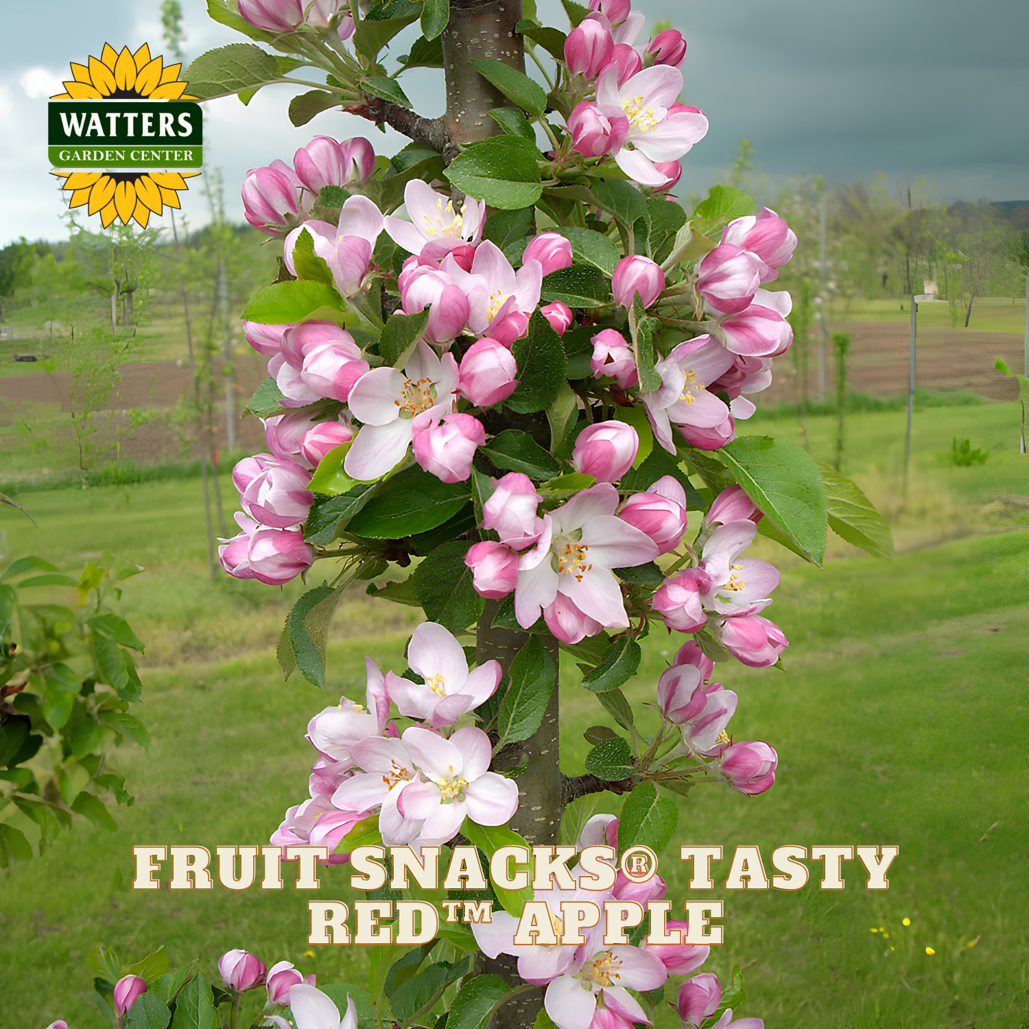 Flowering tree with pink and white blossoms in a garden setting, featuring Watters Garden Center branding.