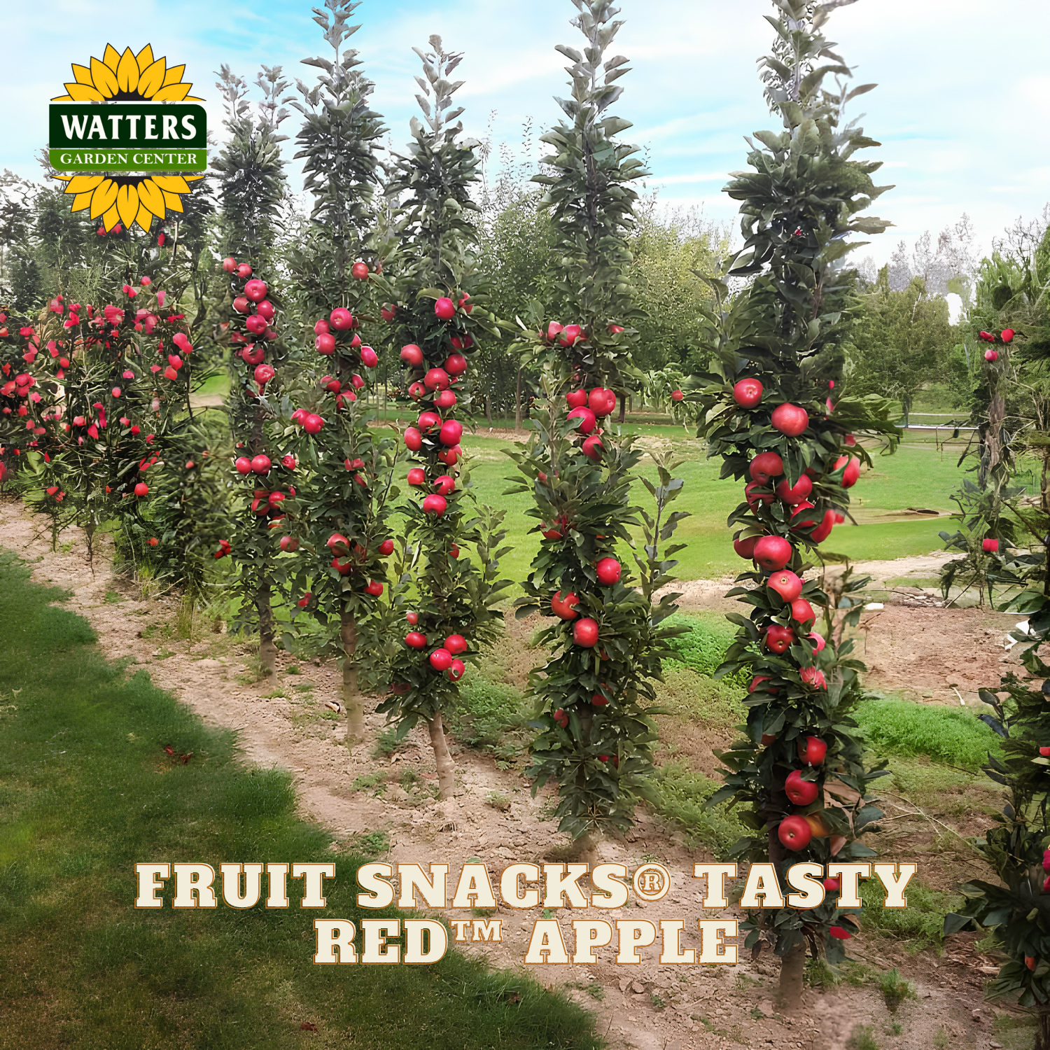 Row of apple trees with red apples in an orchard, featuring Watters Garden Center branding.
