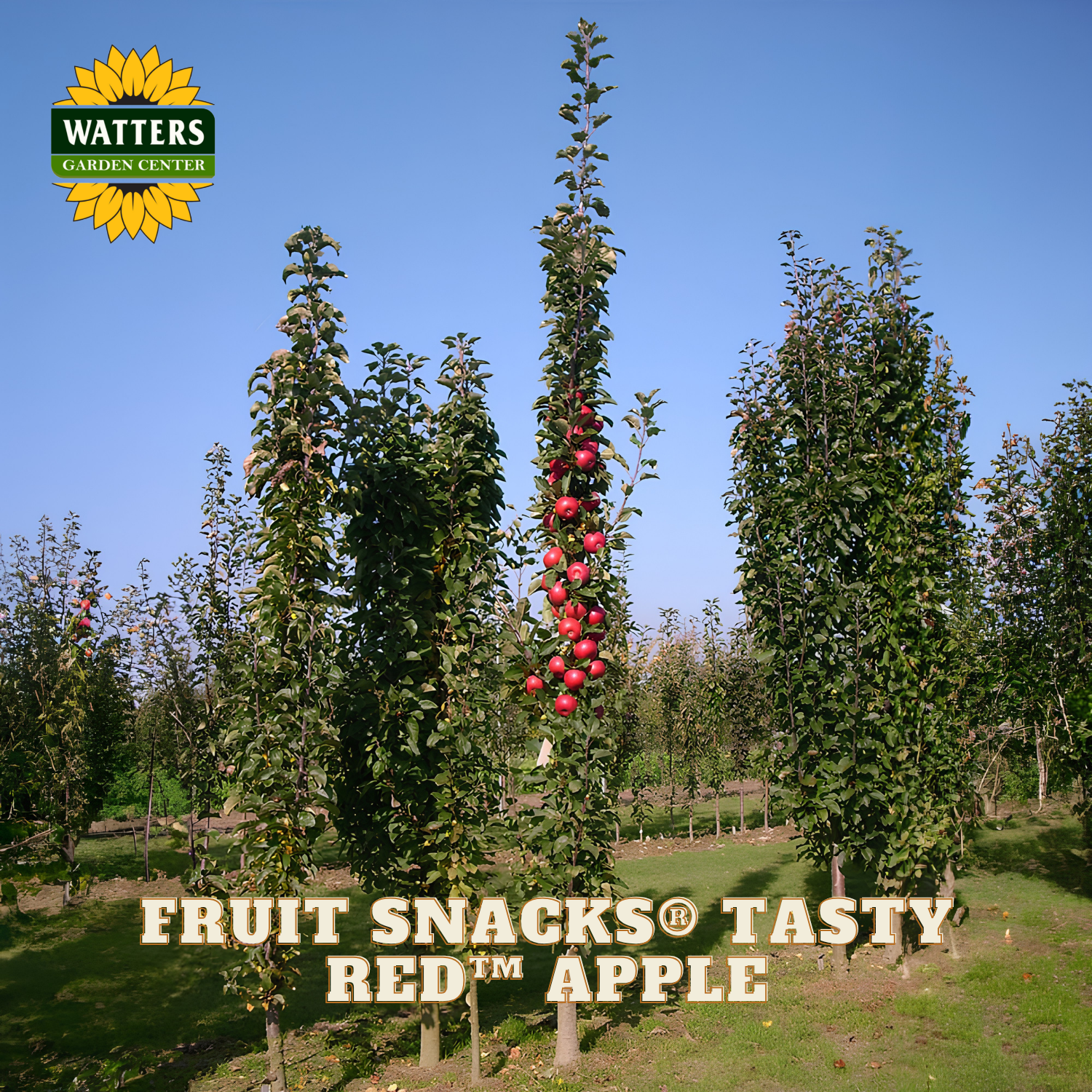 Apple trees with red apples in an orchard, Watters Garden Center logo visible
