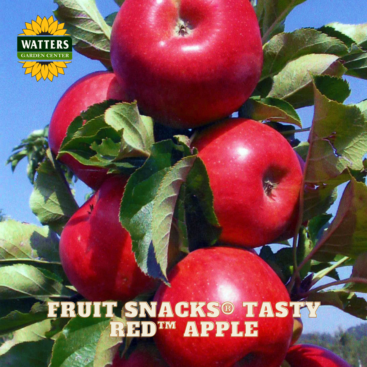 Red apples on a tree with Watters Garden Center branding
