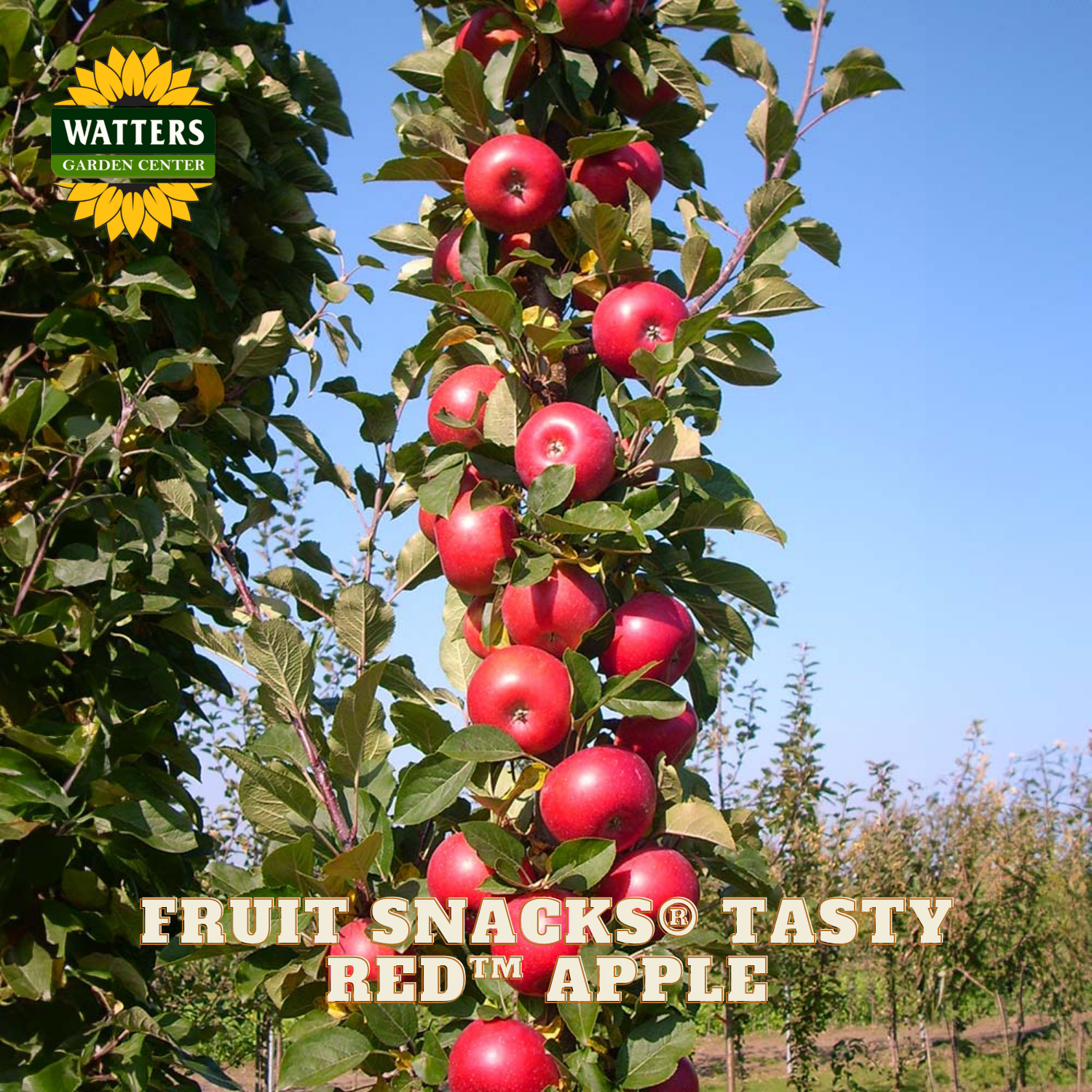 Red apples on a tree with Watters Garden Center branding