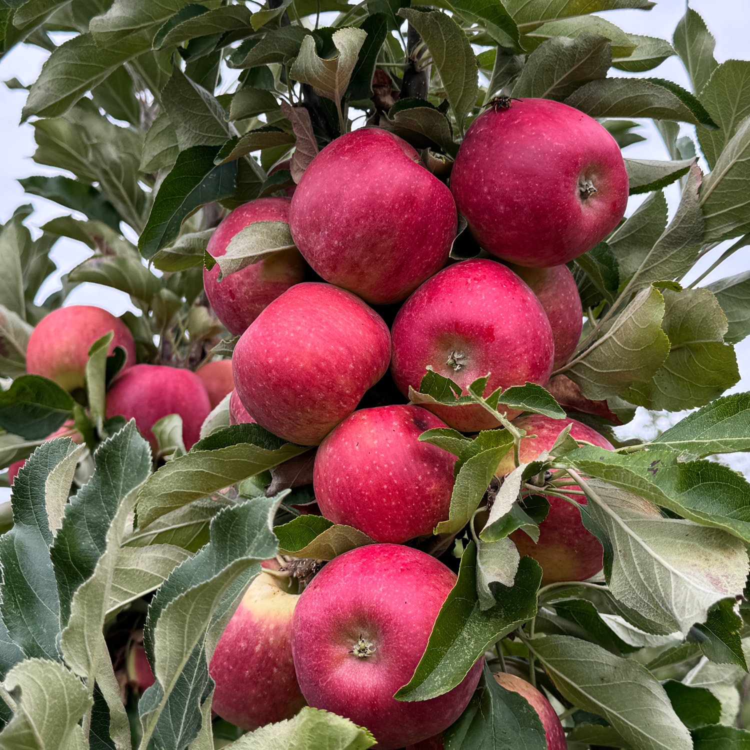 Red apples on a tree branch with green leaves