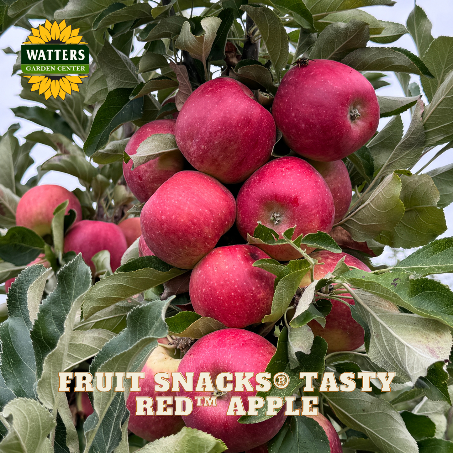 Red apples on a tree branch with 'Watters Garden Center' logo and 'Fruit Snacks Tasty Red Apple' text.