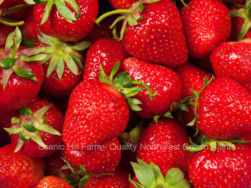 ***  Bare Root Fort Laramie Ever Bearing Strawberry Plants - Great For Northern Areas