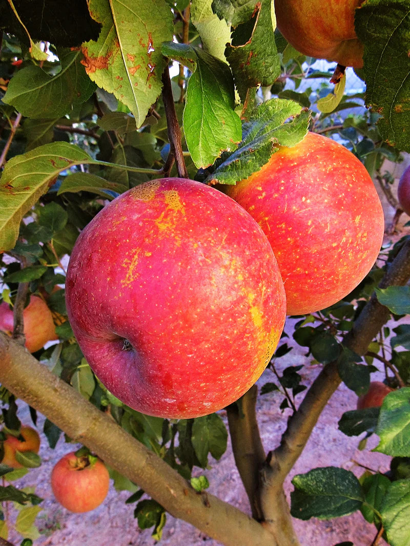 FUJI APPLE TREE 7gal
