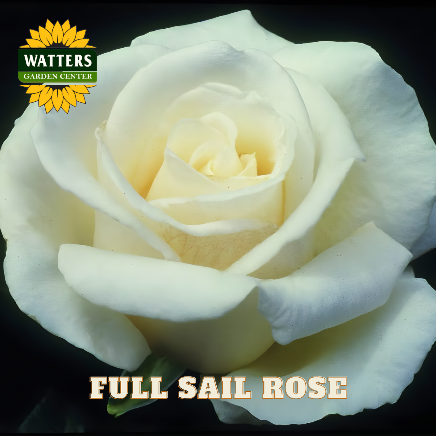 Close-up of a white rose with 'Watters Garden Center' logo and 'Full Sail Rose' text.