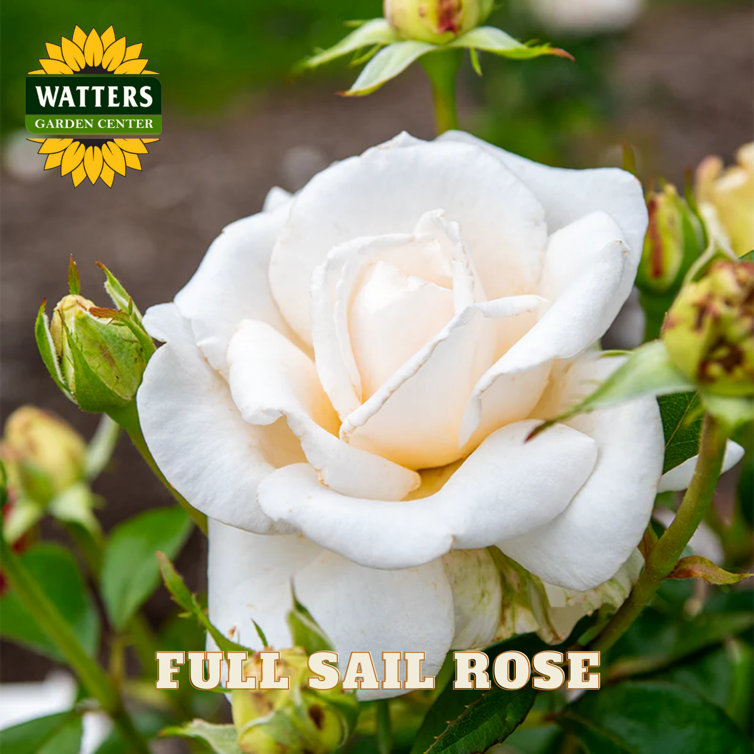 White rose with green buds and leaves, labeled 'Full Sail Rose' by Watters Garden Center.