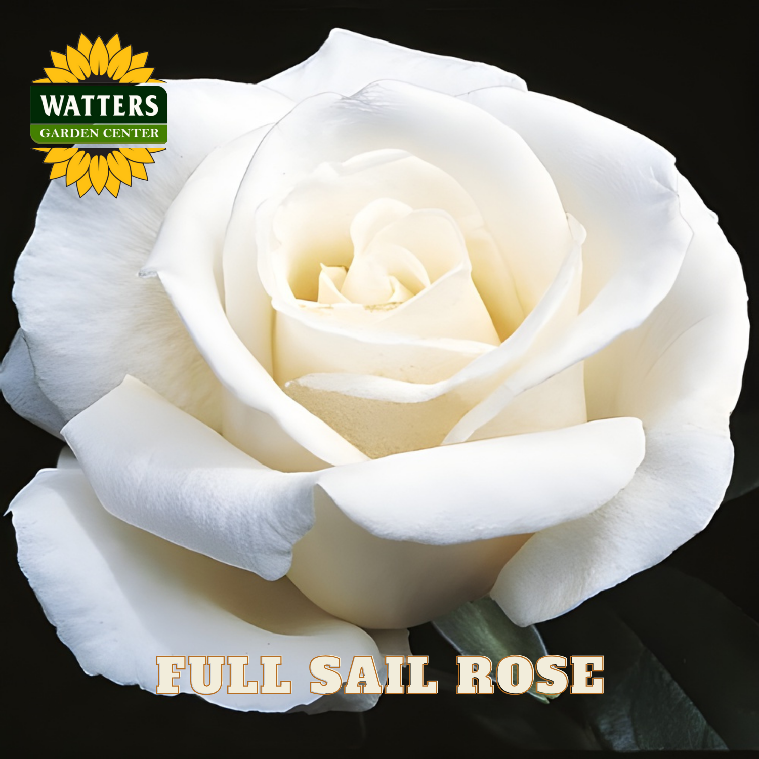 White rose with 'Watters Garden Center' logo and 'Full Sail Rose' text on a black background