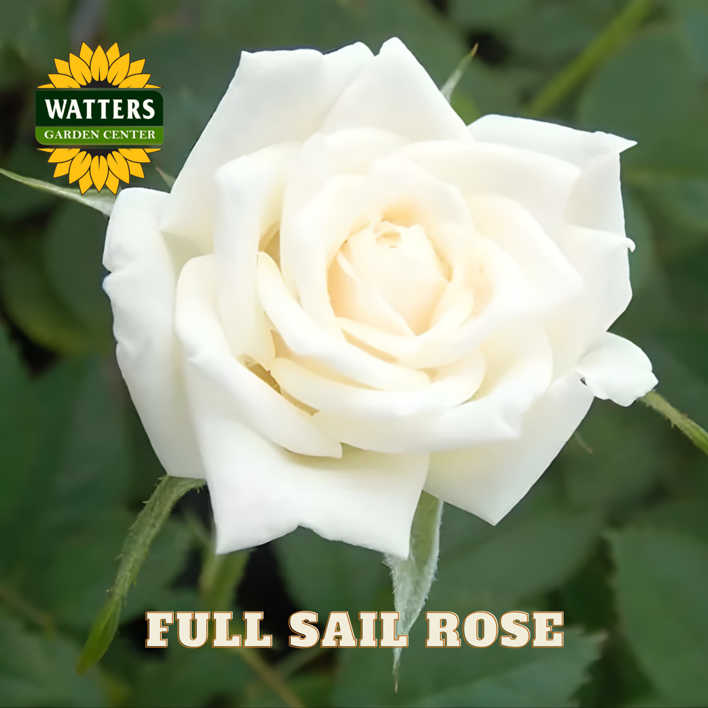 White rose with 'Watters Garden Center' logo and 'Full Sail Rose' text.