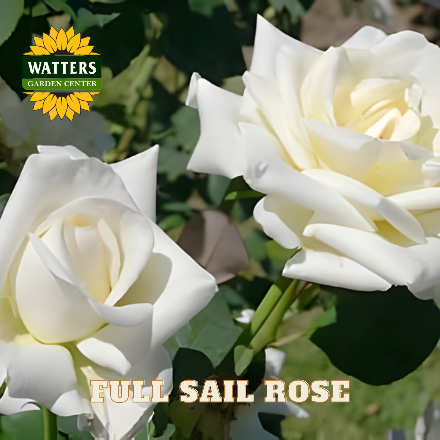 Two white roses with 'Watters Garden Center' logo and 'Full Sail Rose' text.