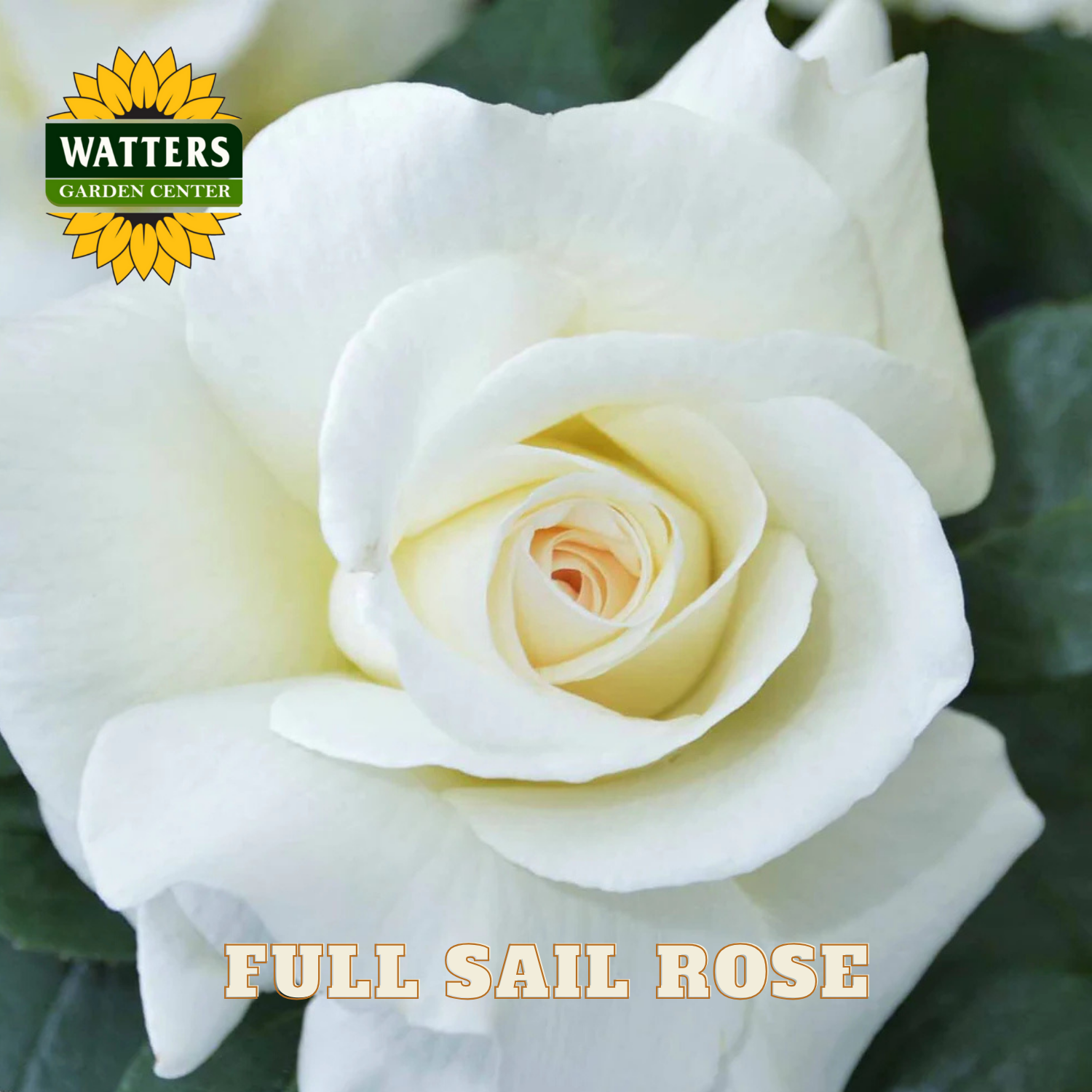 Close-up of a white rose with 'Watters Garden Center' logo in the corner.