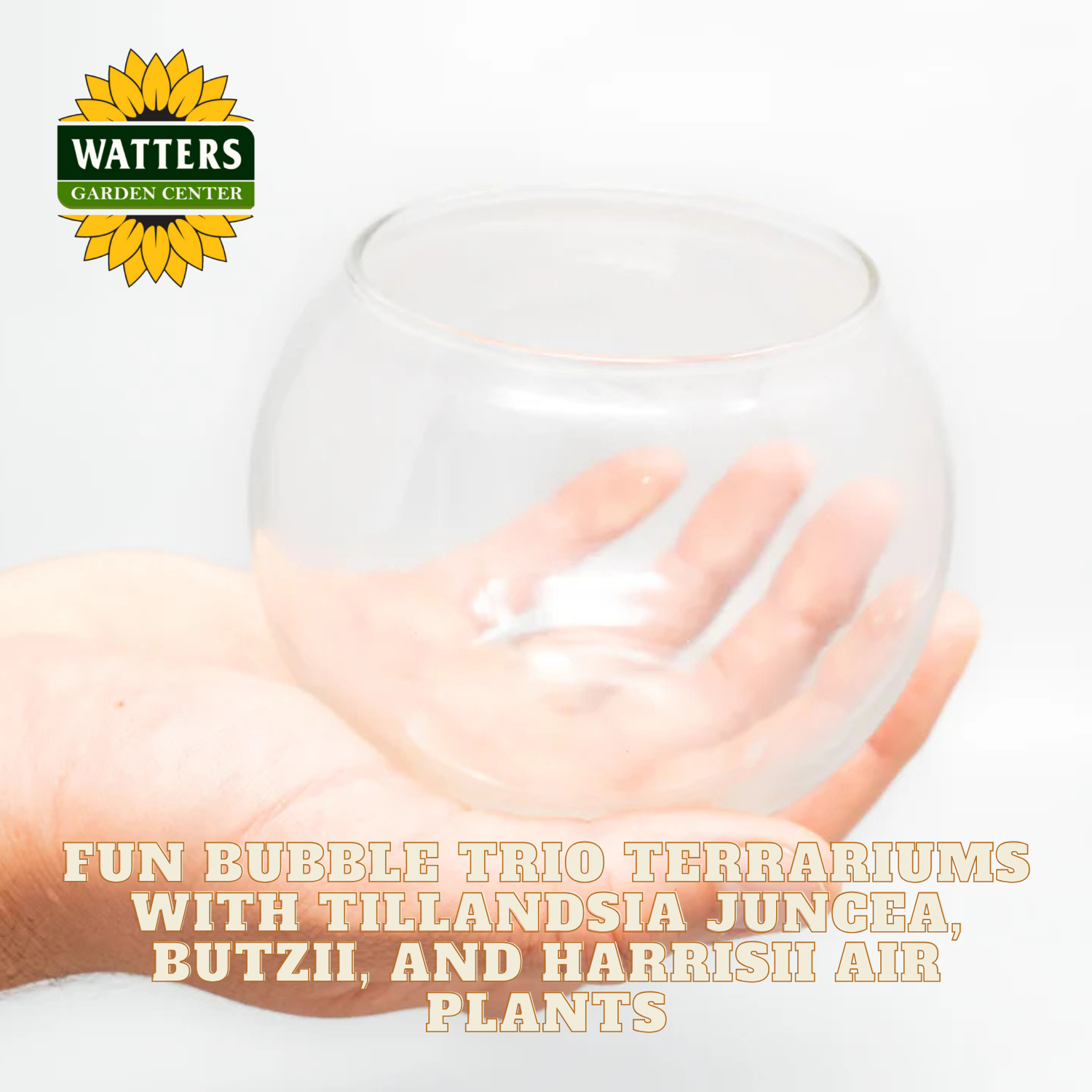 Hand holding a clear glass terrarium with Watters Garden Center branding and text about air plants.