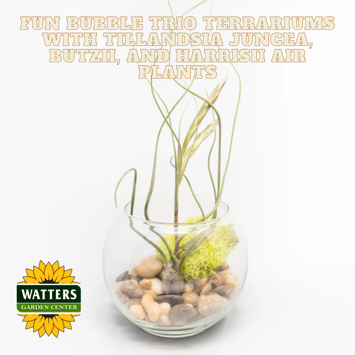 Terrarium with plants and stones on a white background, featuring Watters Garden Center logo.