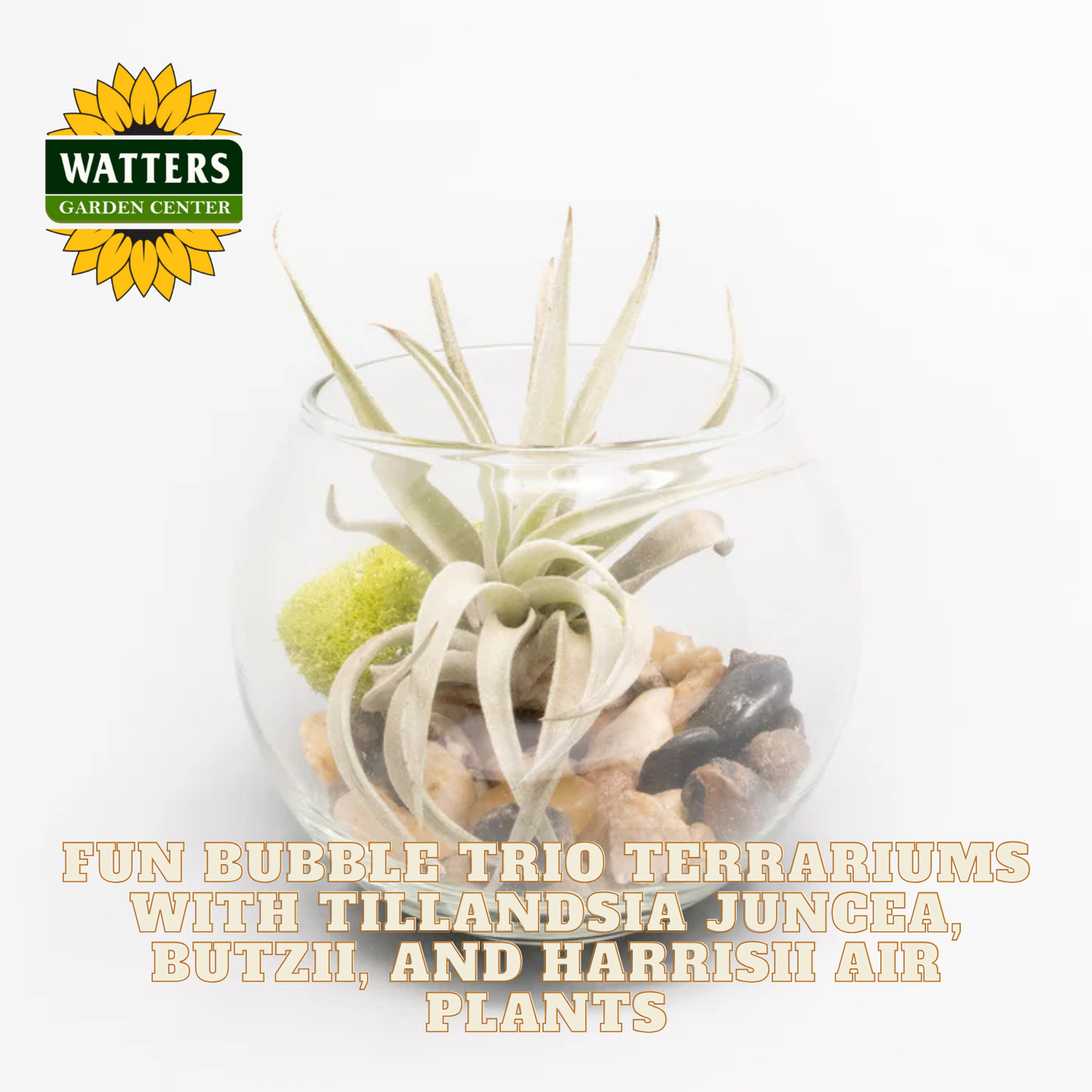 Terrarium with Tillandsia juncea, Butzii, and Harrisii air plants on a white background with Watters Garden Center branding.