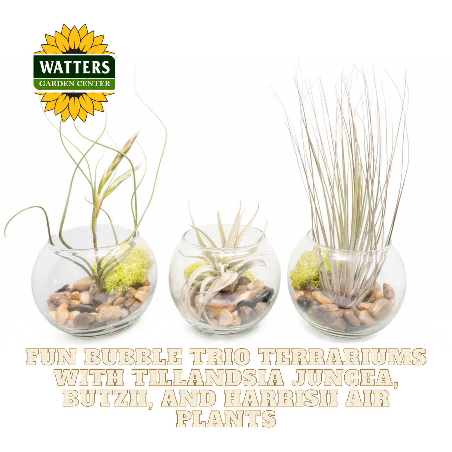 Three glass terrariums with air plants and stones, featuring Watters Garden Center logo.
