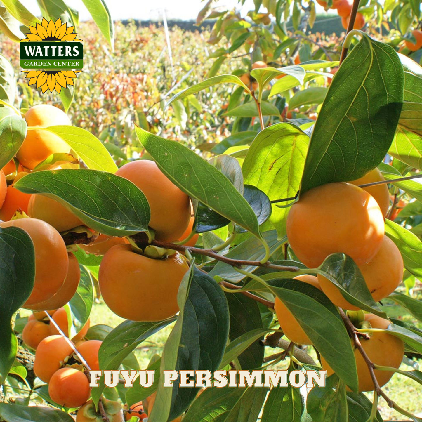 Tuyu persimmons on a tree branch with Watters Garden Center logo.