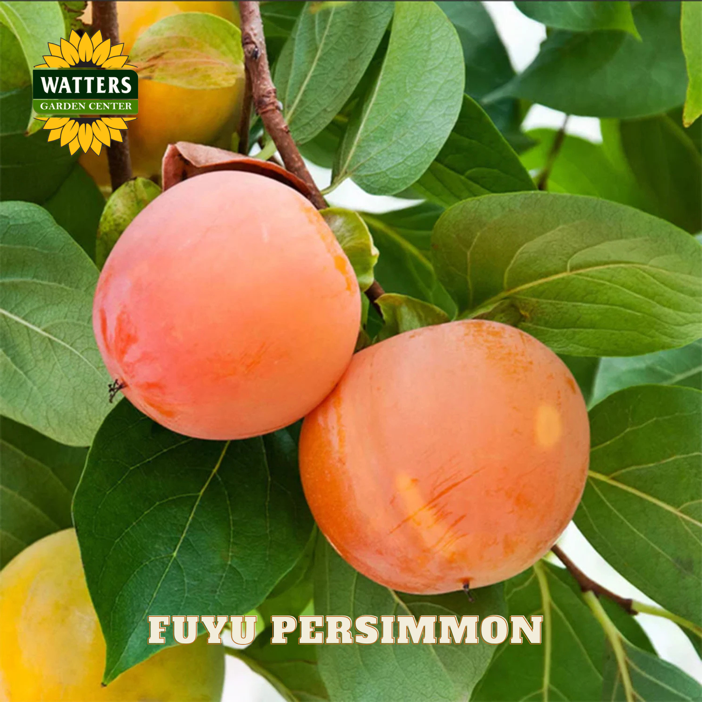 Two fuyu persimmons on a branch with green leaves, branded by Watters Garden Center.