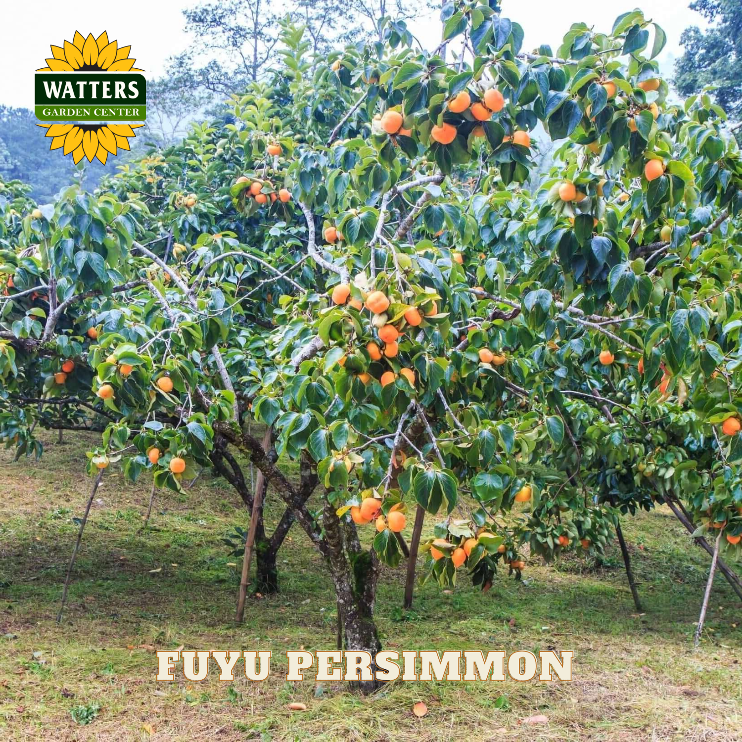 Fuyu persimmon tree with fruits in an orchard, Watters Garden Center branding visible.