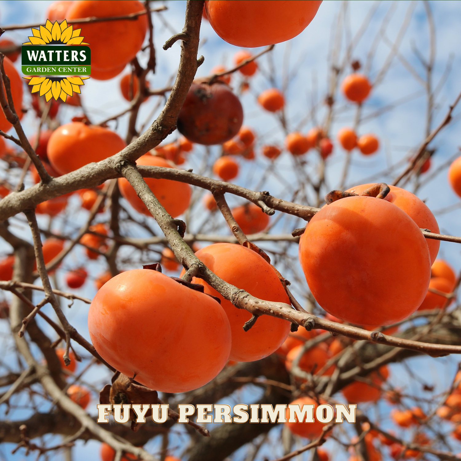 Fuyu persimmons on a tree branch with Watters Garden Center branding.