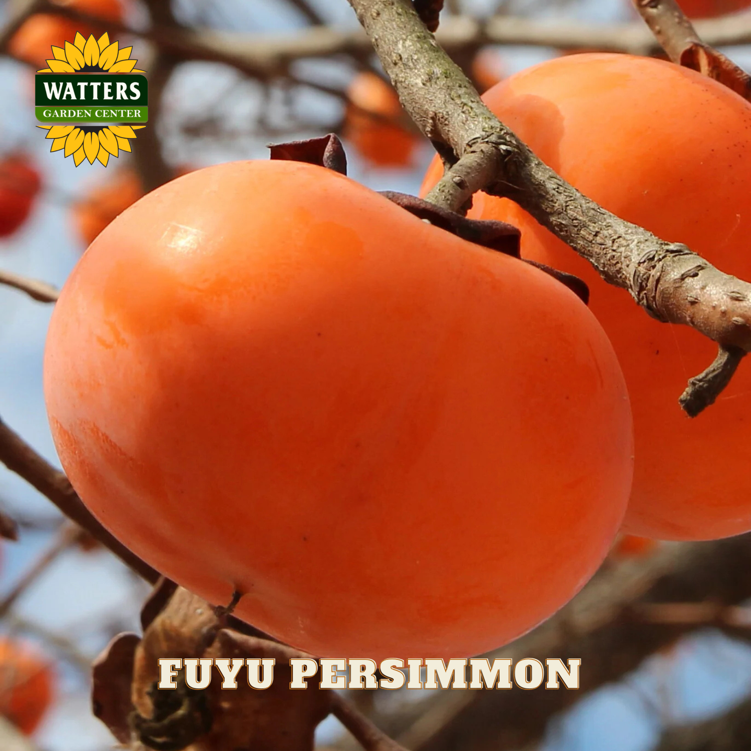 Fuyu persimmons on a branch with Watters Garden Center logo.