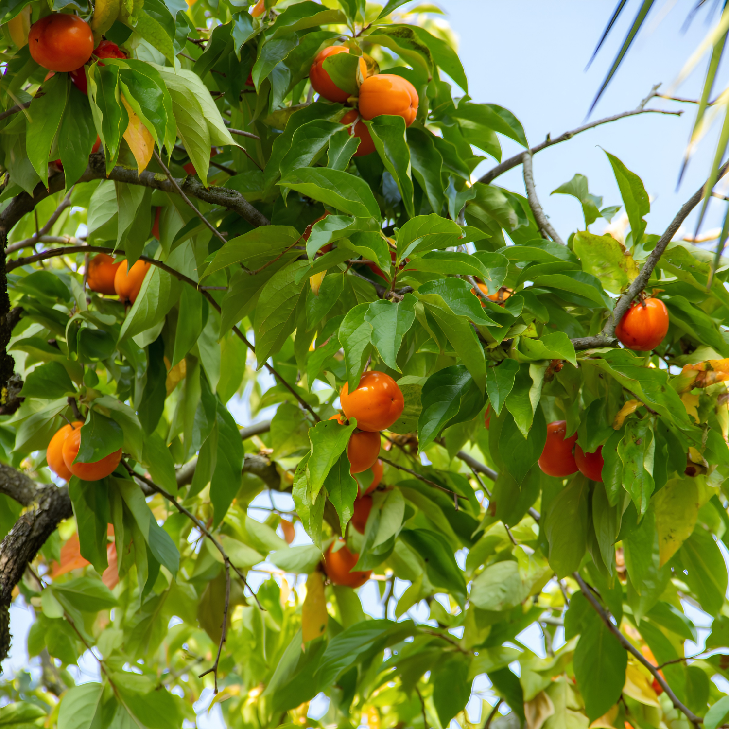 Orange fruits on a tree with green leaves against a blue sky
