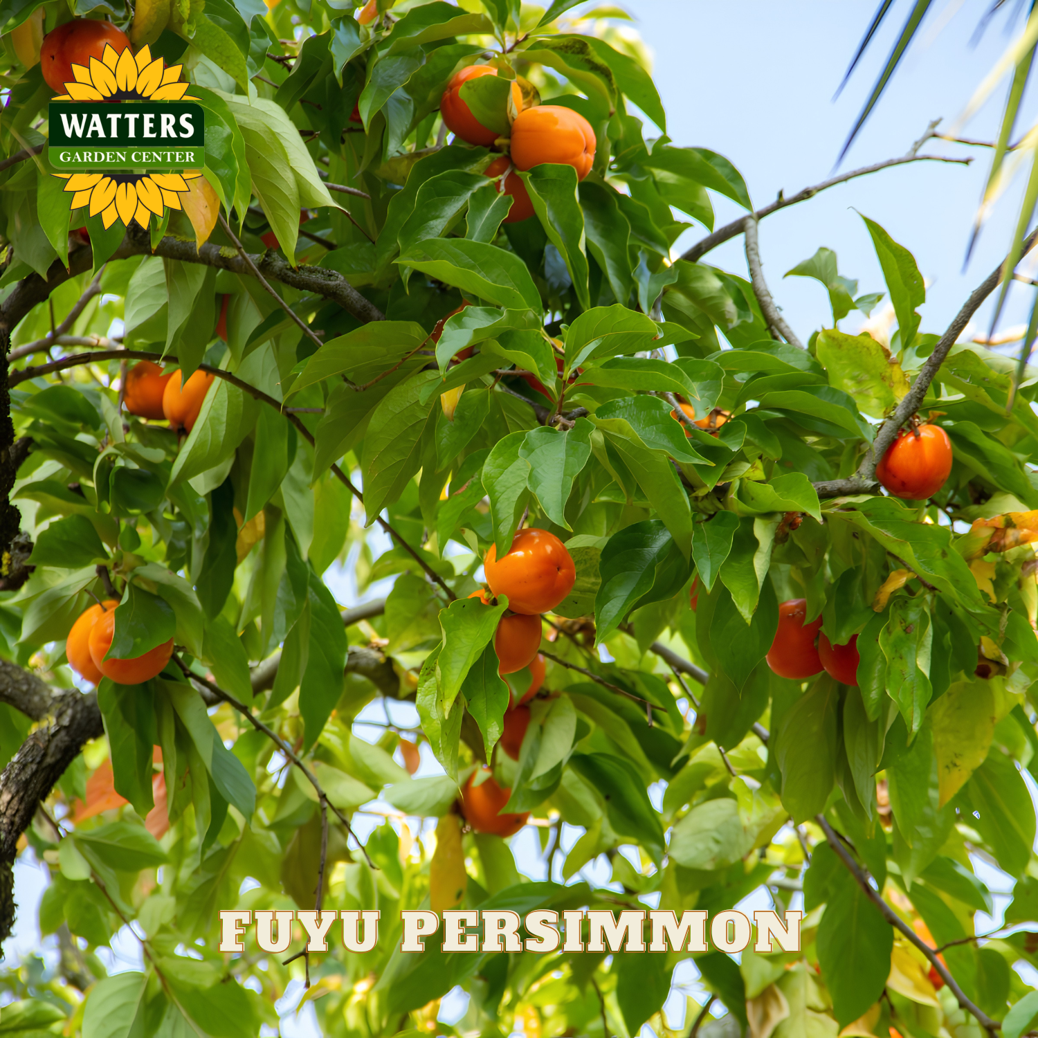 Fuyu persimmons on a tree with Watters Garden Center branding.