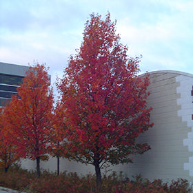 CHANTICLEER FLOWERING PEAR TREE 10gal