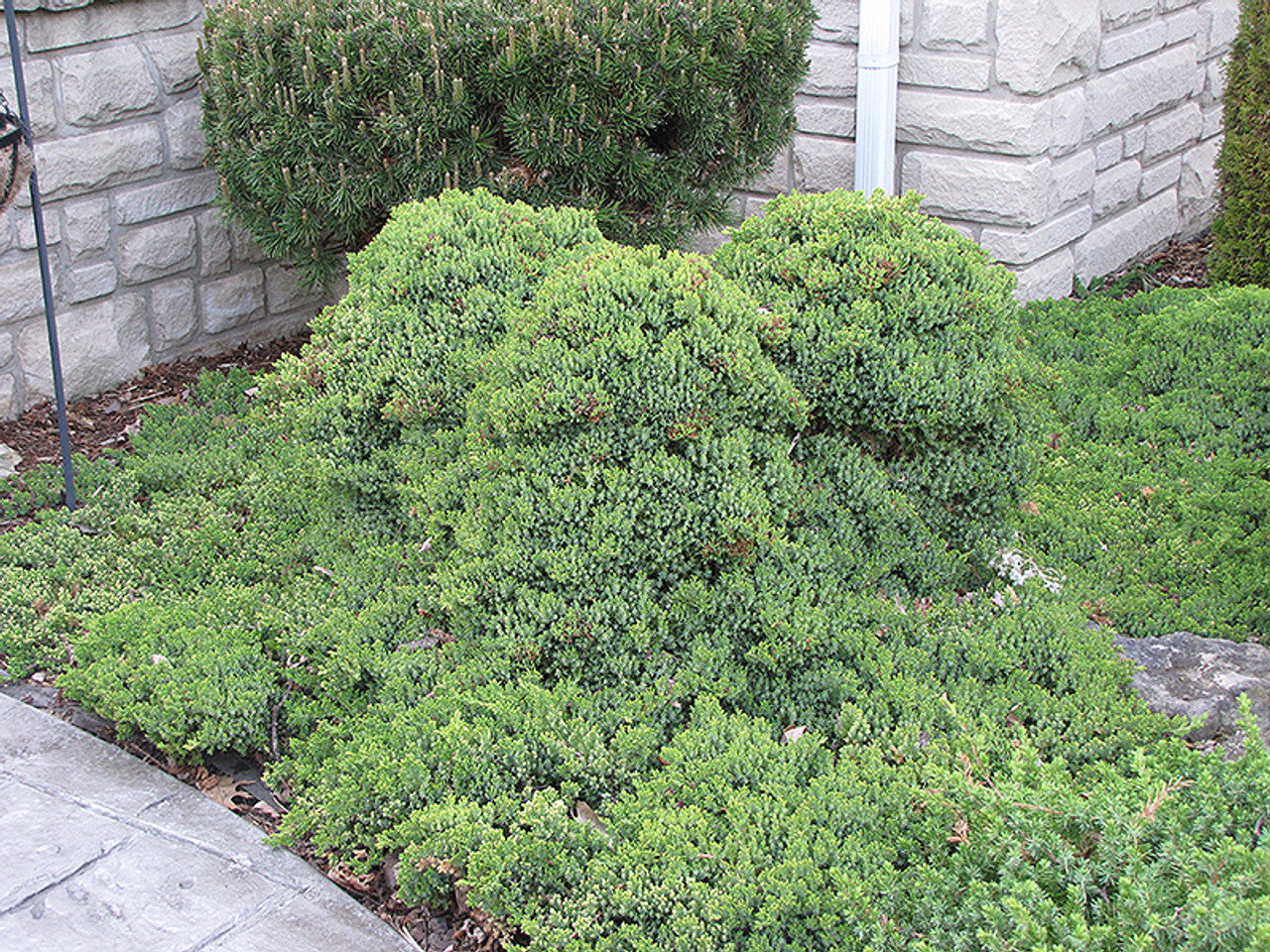 JAPANESE GARDEN JUNIPER TOPIARY 2gal