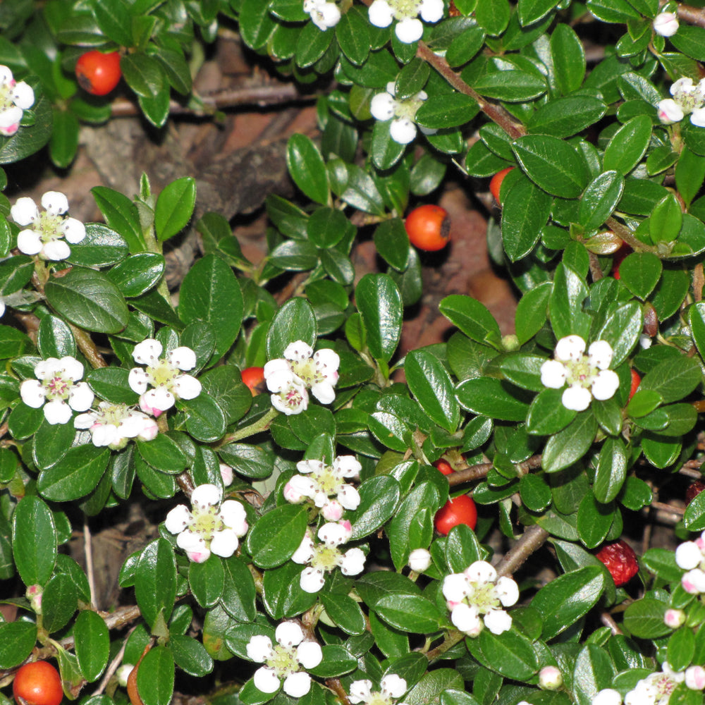 CORAL BEAUTY COTONEASTER 1gal