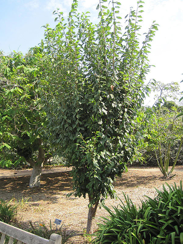 BURGUNDY PLUM TREE 10gal