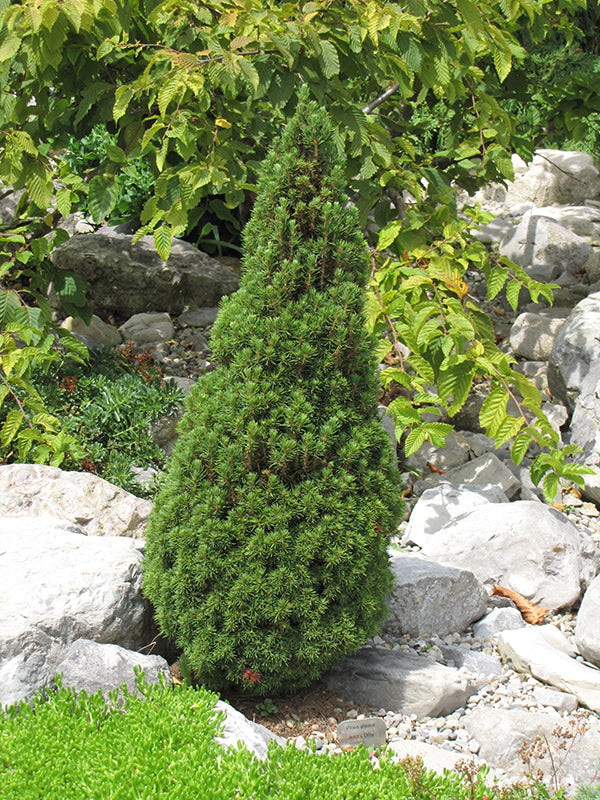 DILLY WHITE ALBERTA SPRUCE