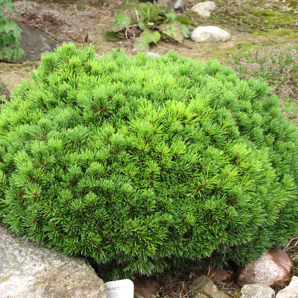 MOPS MUGO PINE 3gal