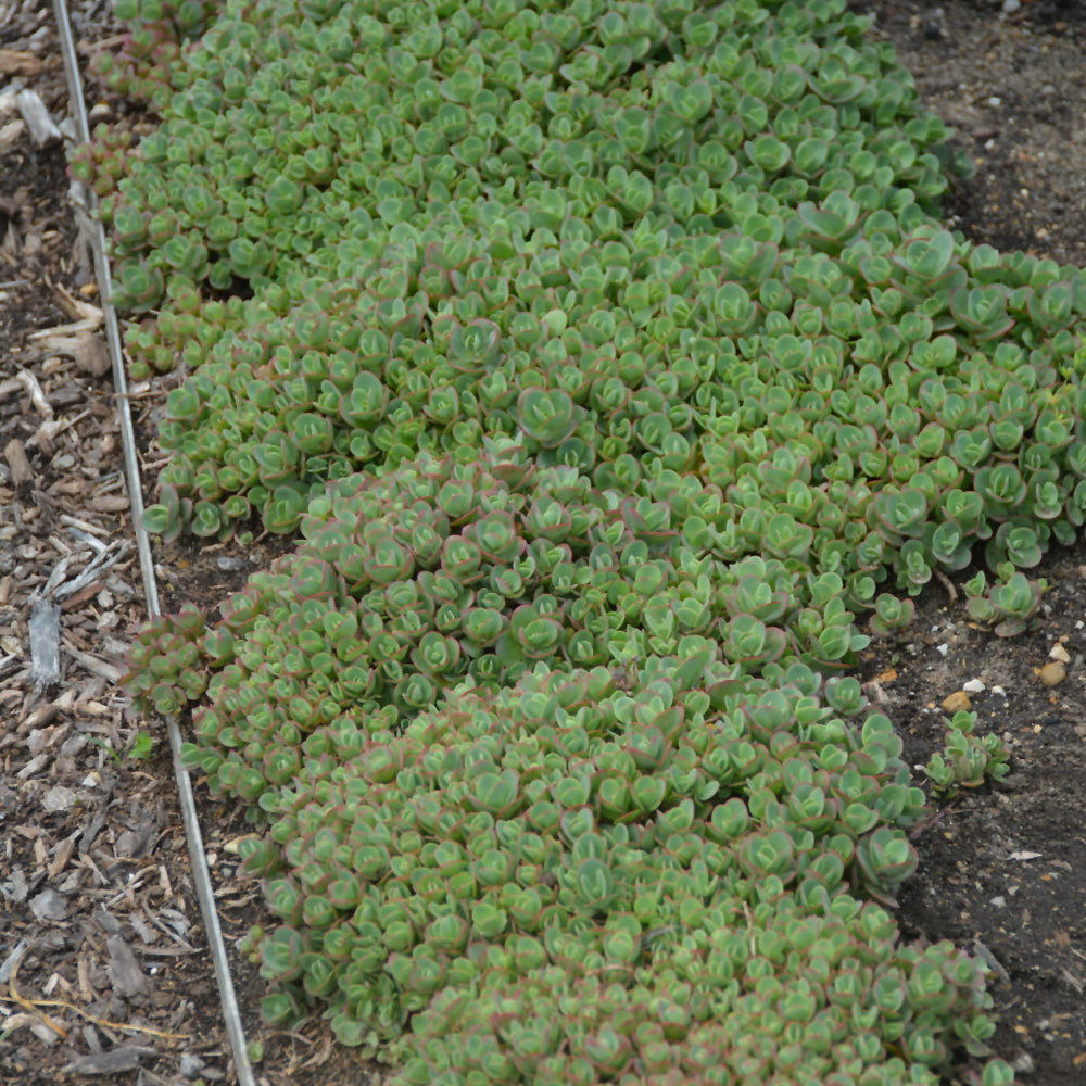 Lime Zinger Stoncrop (N&C SEDUM LIME ZINGER) - 1 gallon