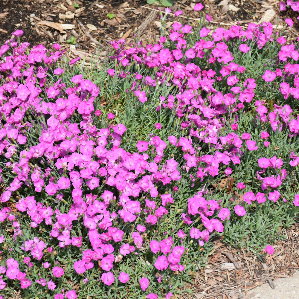 'Paint the Town Fuchsia' Pinks (DIANTHUS PAINT THE TOWN FUCHSIA) - 1 gallon