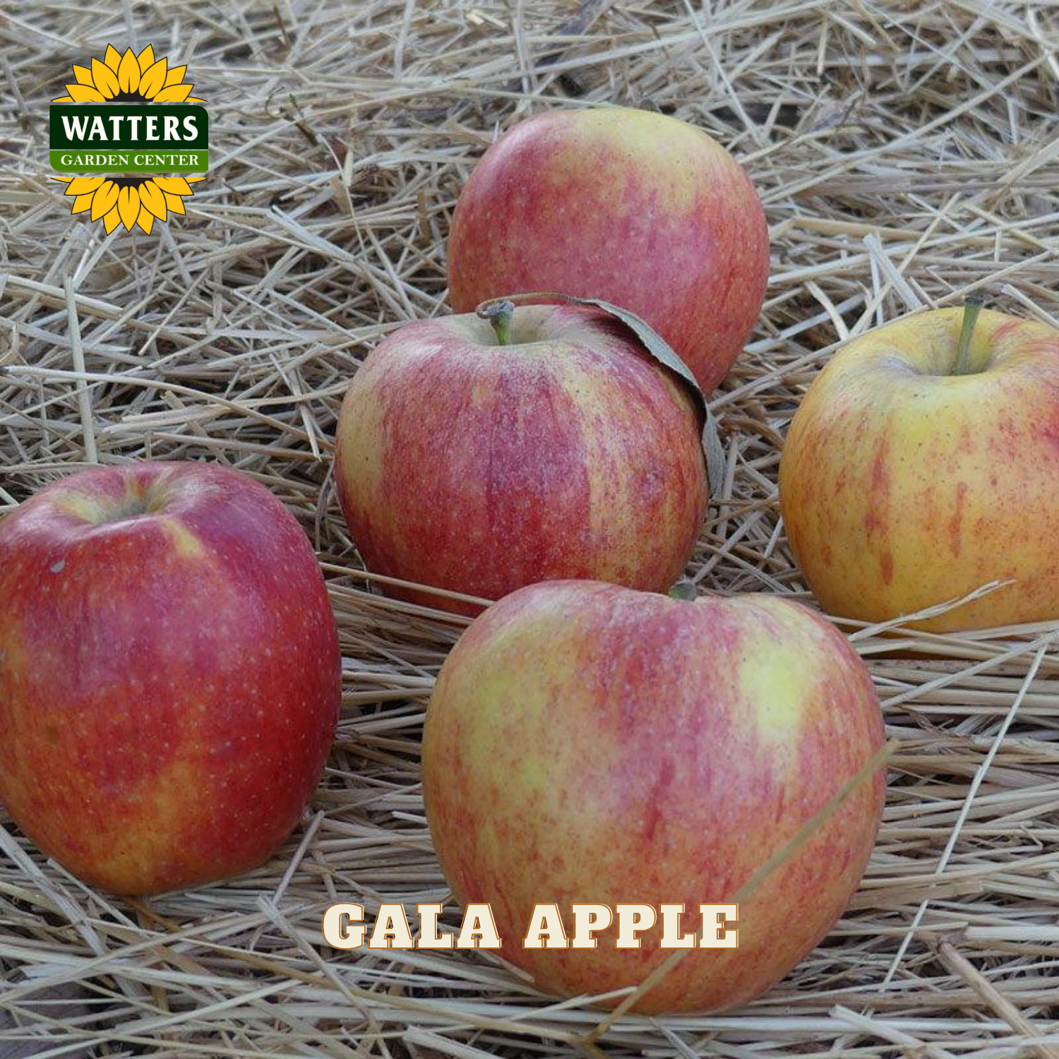 Gala apples on straw with Watters Garden Center logo