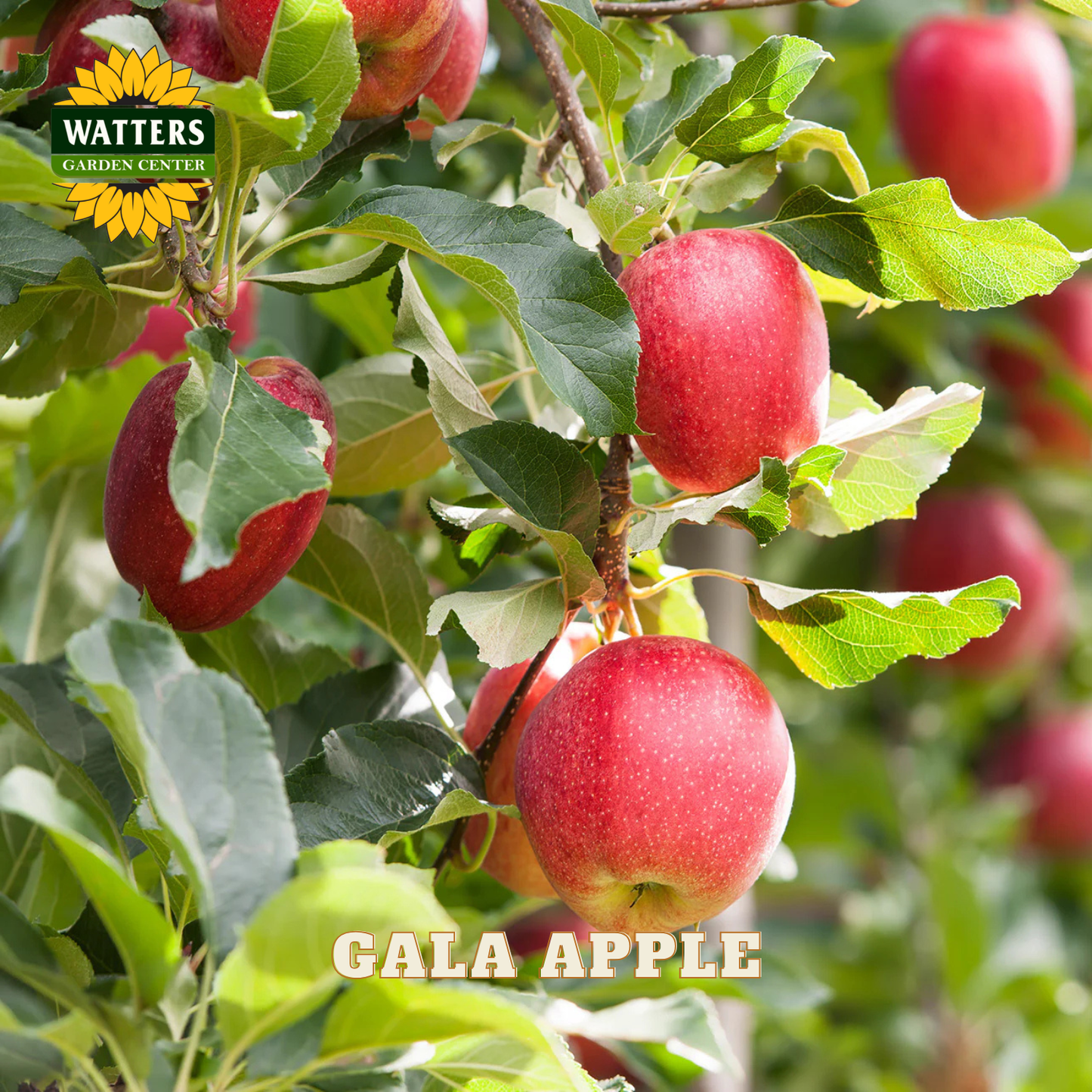 Gala apples on a tree with Watters Garden Center logo