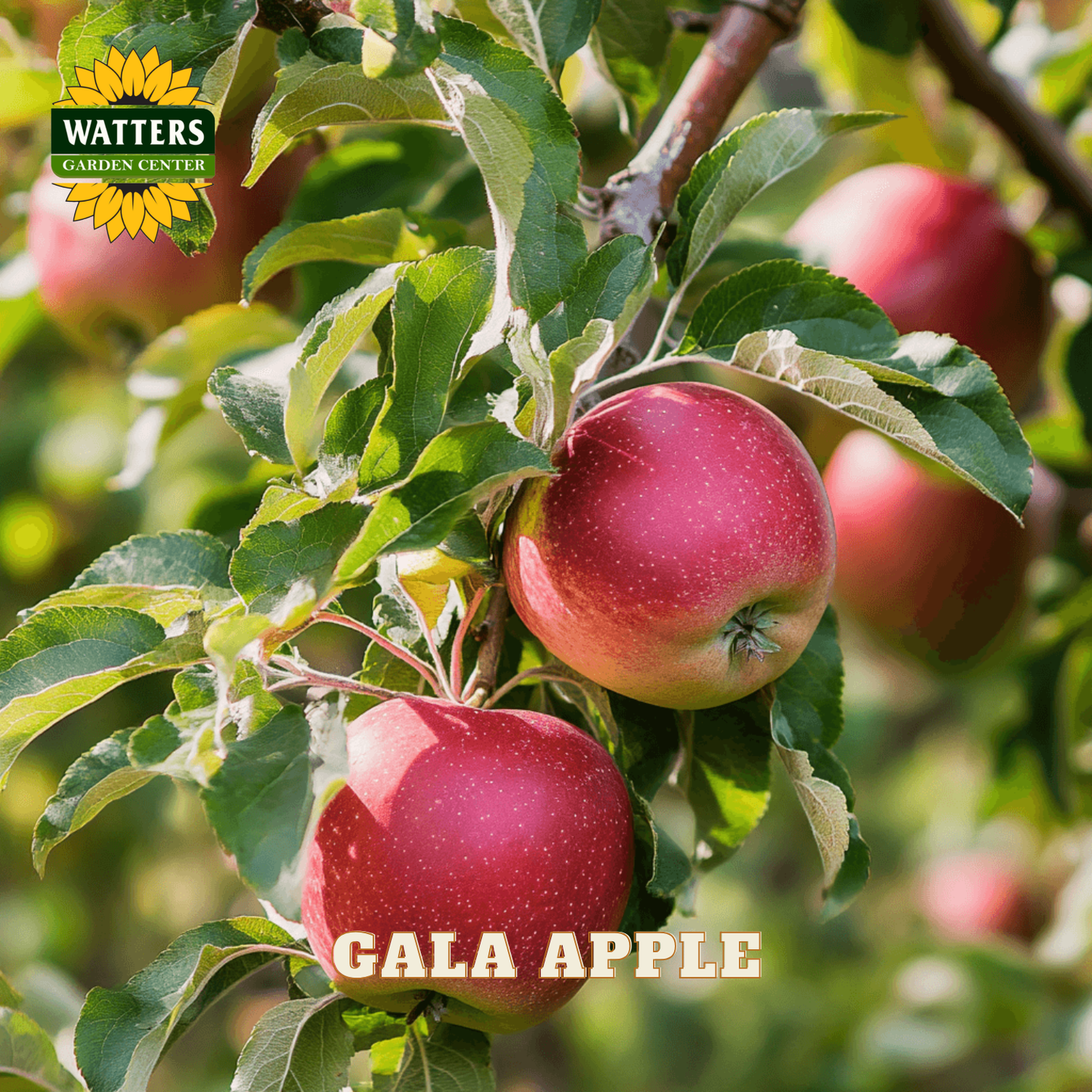 Gala apples on a tree branch with Watters Garden Center logo.
