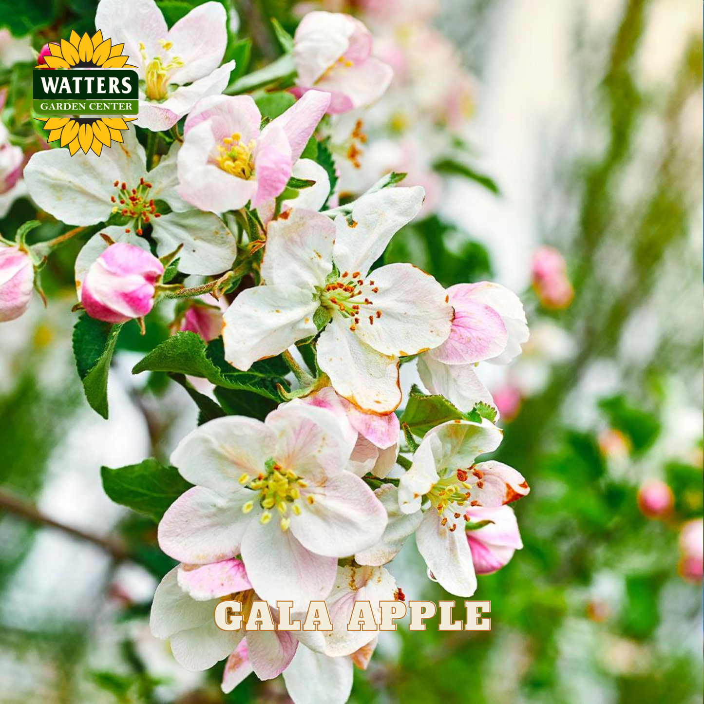 Gala apple blossoms with Watters Garden Center logo