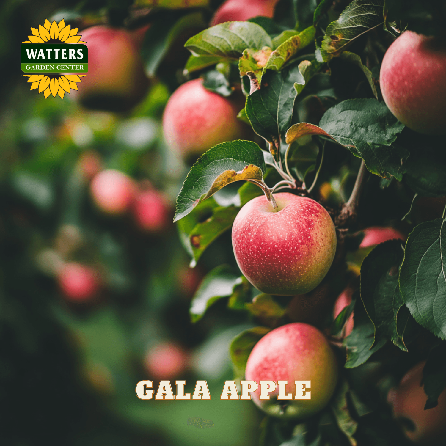 Gala apples on a tree branch with Watters Garden Center logo.