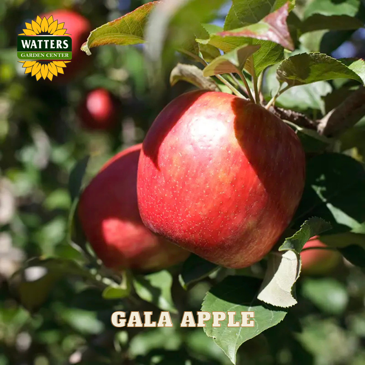 Gala apple on a tree with Watters Garden Center logo