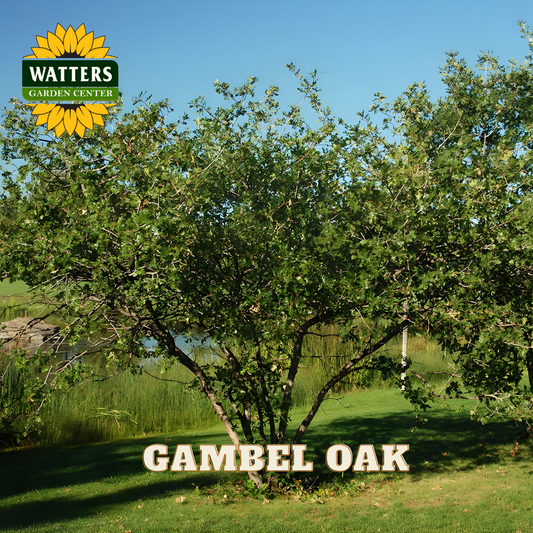 Gambel Oak tree with Watters Garden Center logo in the corner