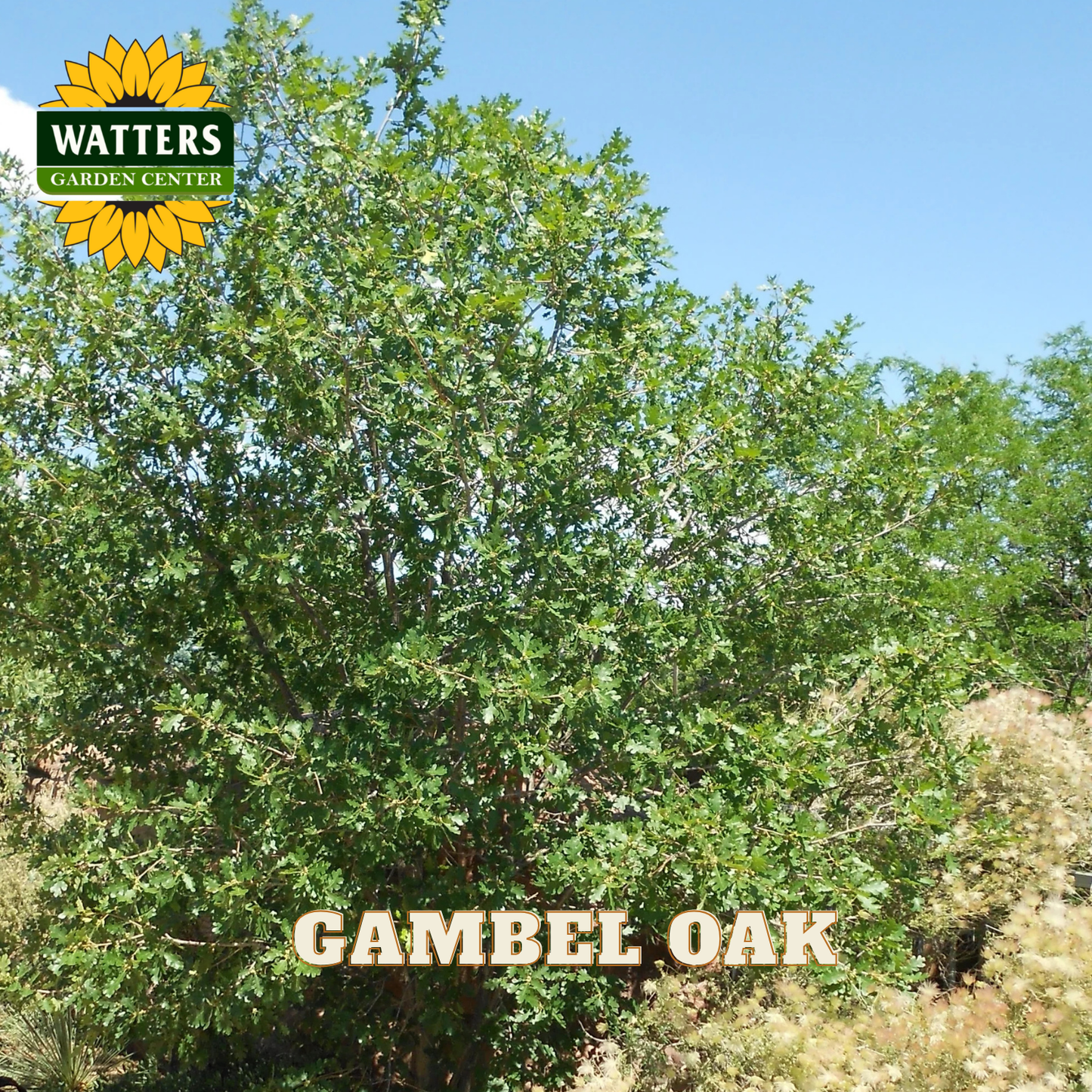 Gambel Oak tree with Watters Garden Center logo in the corner