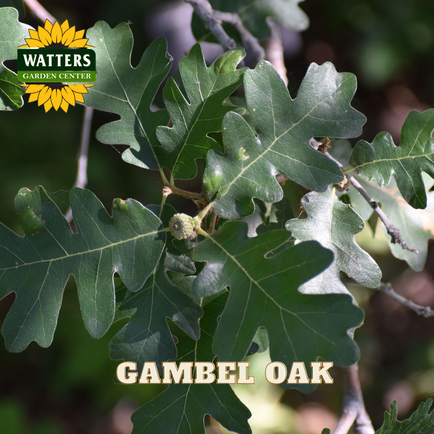 Gambel Oak leaves with Watters Garden Center logo