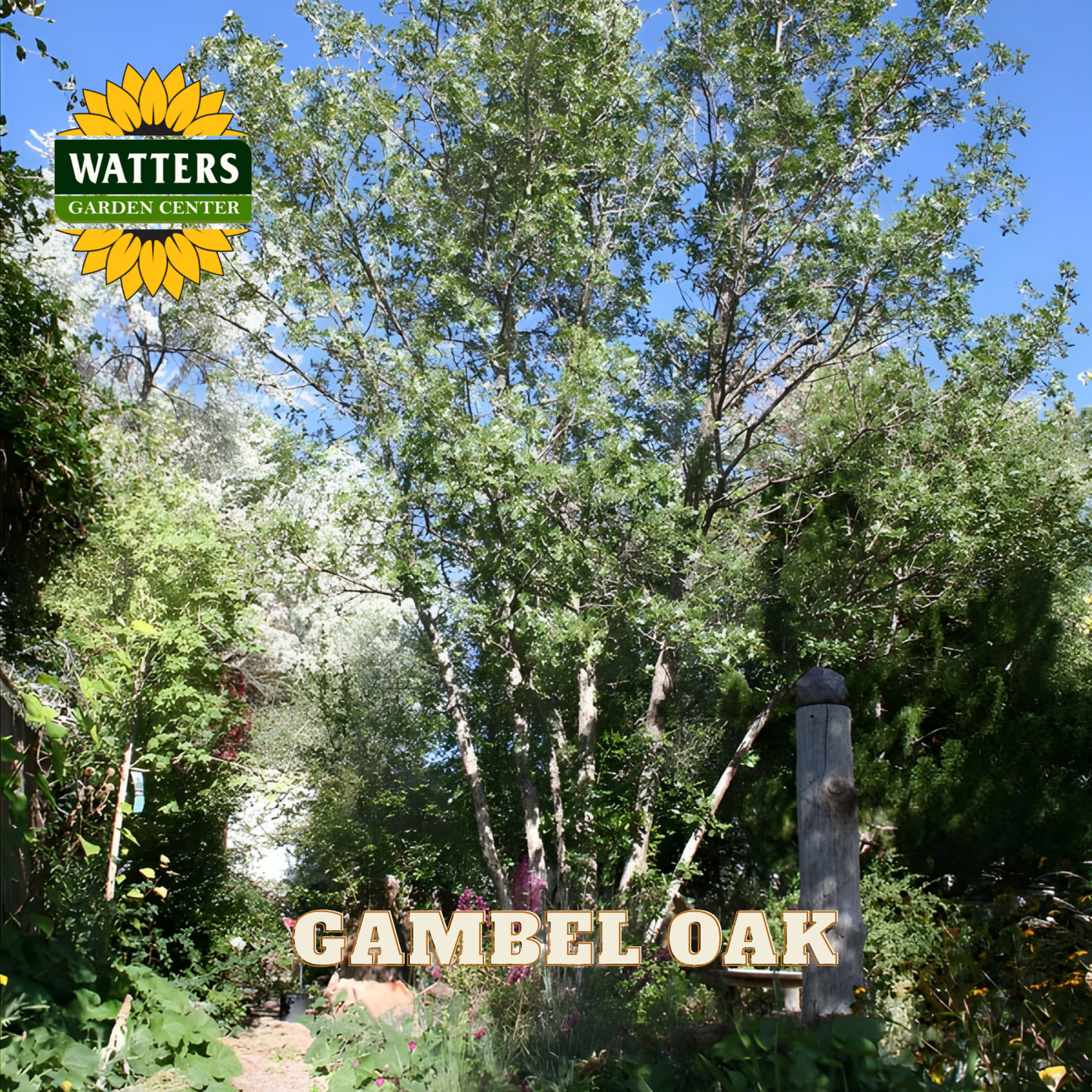 Gambel Oak tree in a garden setting with Watters Garden Center branding.