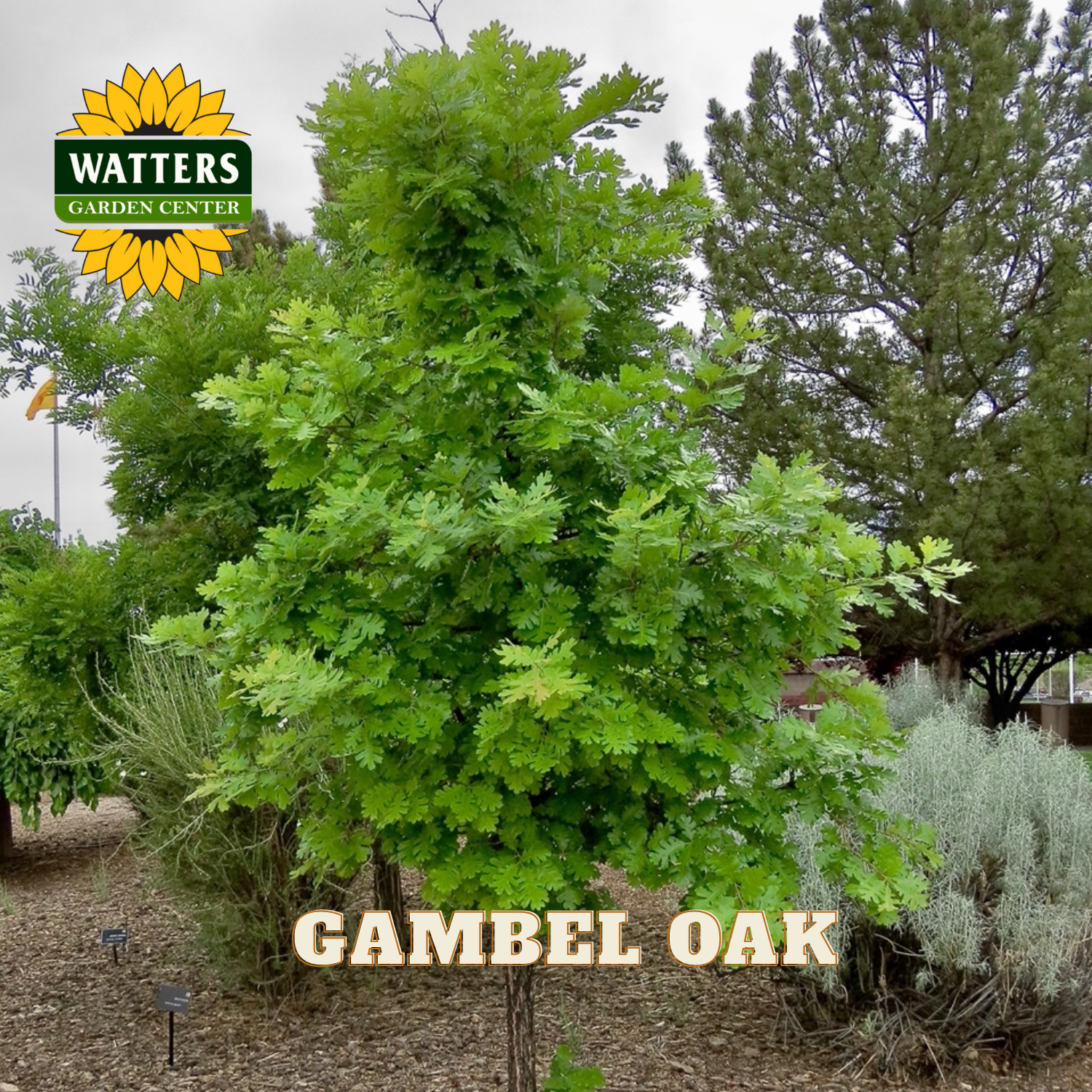Gambel Oak tree in a garden setting with Watters Garden Center logo.