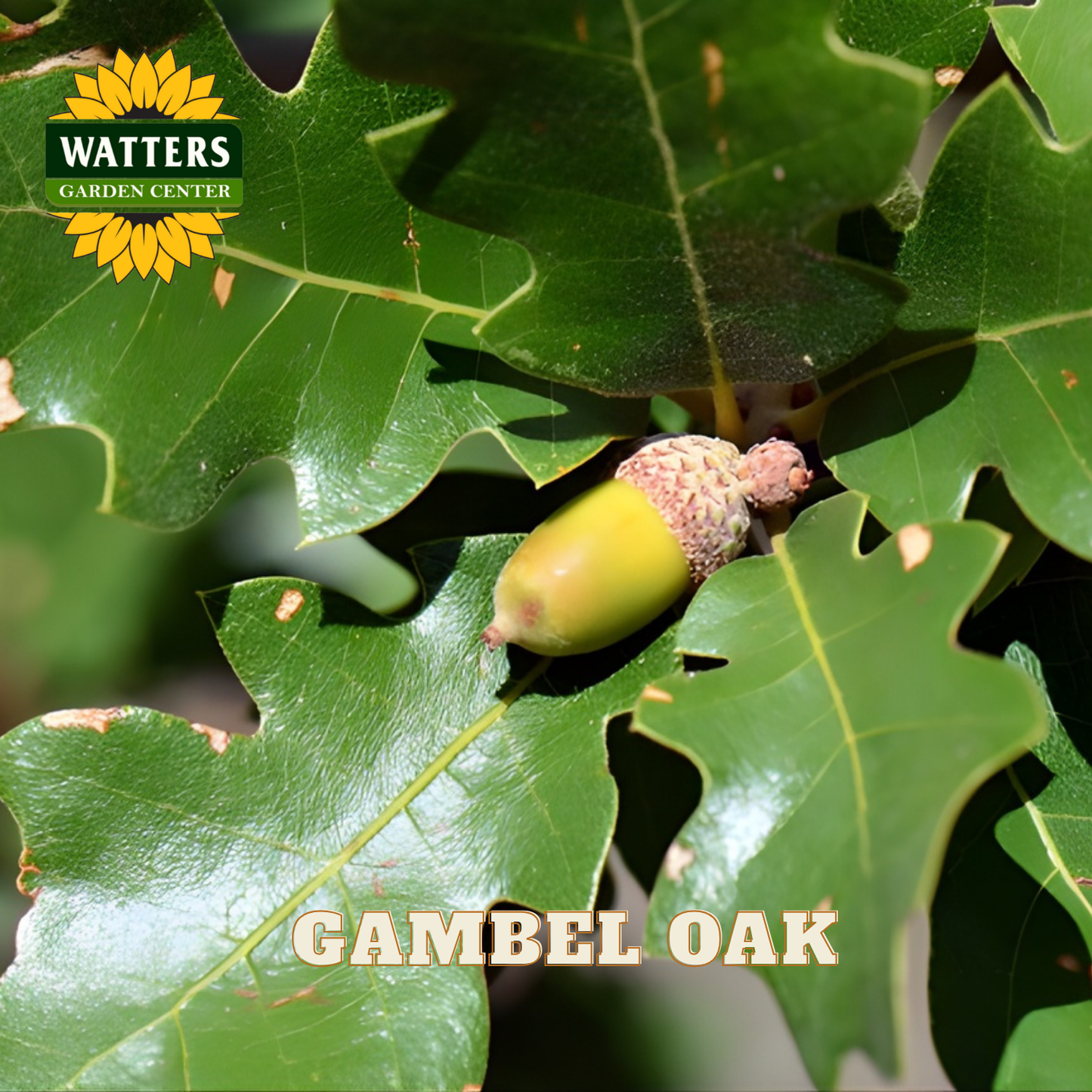 Gambel oak leaves with acorns and Watters Garden Center logo.